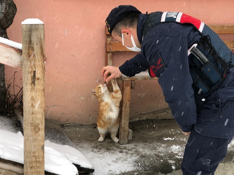 Jandarma, sokak hayvanlarını unutmuyor