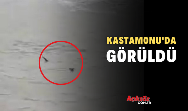 Nesli tehlike altında olan hayvan, Kastamonu'da görüldü [VİDEO];
