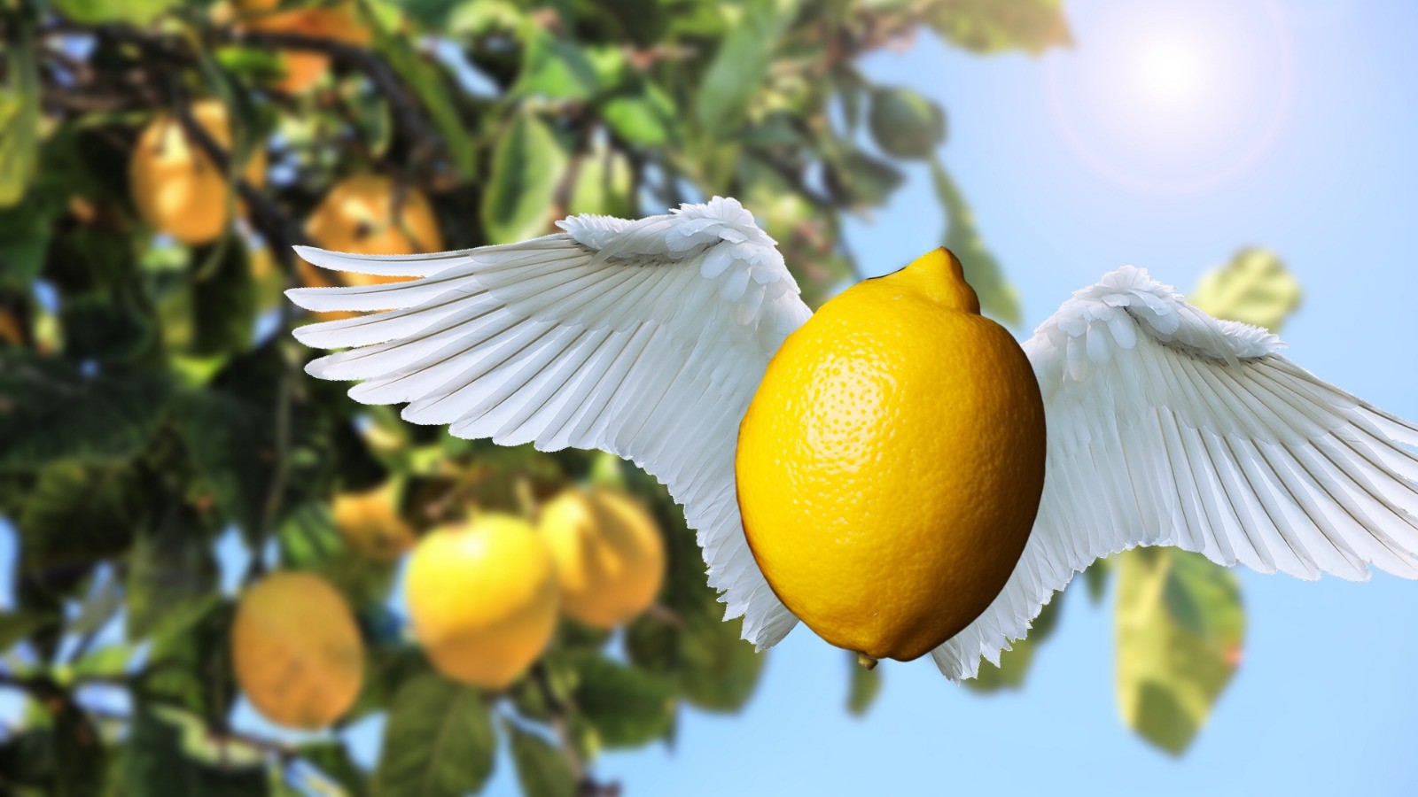 Limon üreticiden uçarak geliyor!;